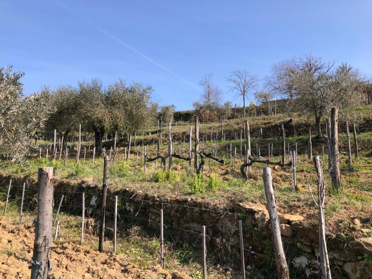 Podere Soccorso Casa Vigneto 蒙塔尔奇诺 外观 照片